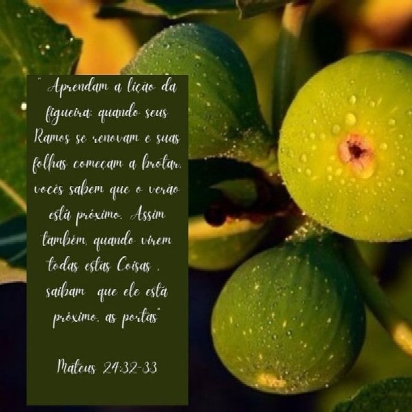 Mateus 24:32-33